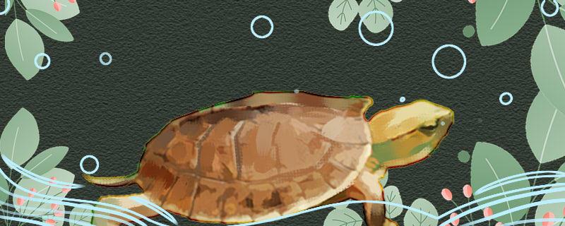 Baise closed-shell turtle is water turtle or semi-water, what are the common closed-shell turtle varieties