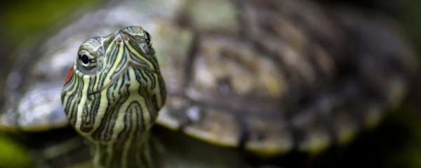 巴西彩龟能长多大，怎么养巴西彩龟长得大