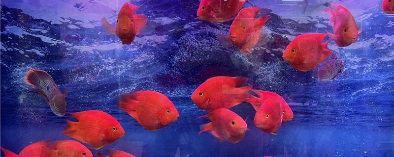 What is the best feed for parrot fish and how to feed it best