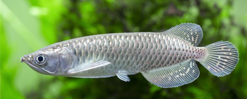 How does Arowana shrink its tail? How to solve it