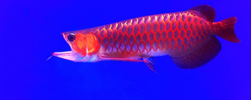 Arowana is better with dome lamp or side lamp, and what color lamp is better with