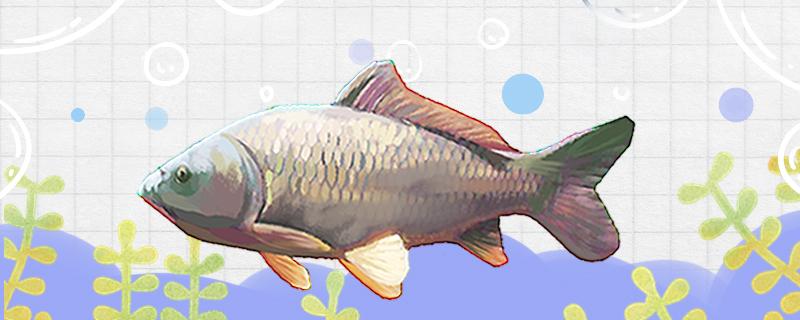 Carp like muddy water or clear water, how to raise it