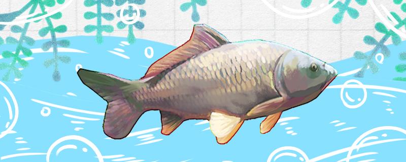 How long does it take for carp to go from fry to 2 kg, and how to raise it is not easy to die