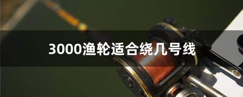 3000渔轮适合绕几号线