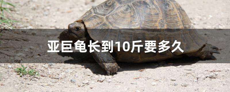 亚巨龟长到10斤要多久