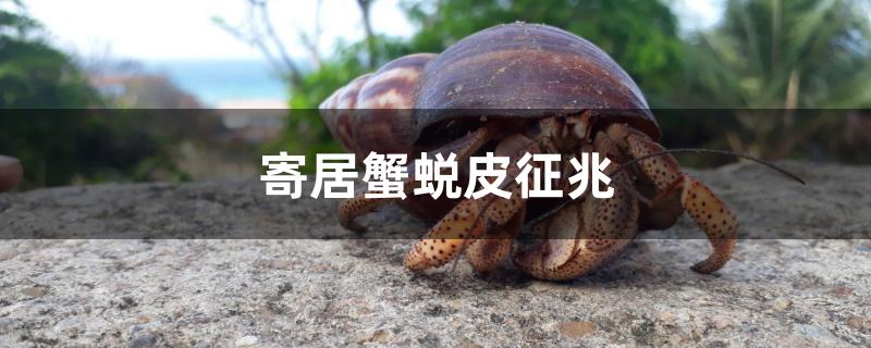 寄居蟹蜕皮征兆