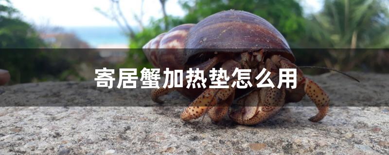 寄居蟹加熱墊怎么用 斑馬鴨嘴魚苗