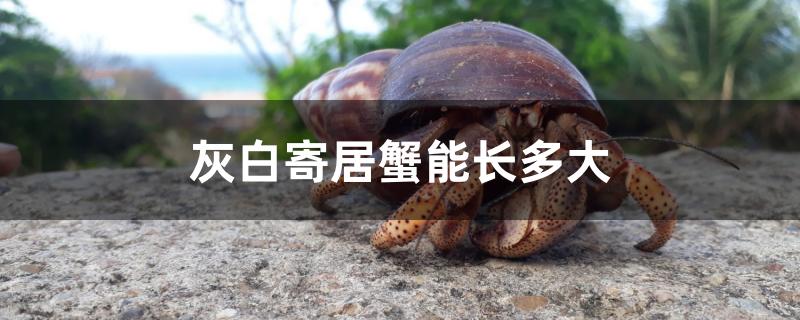灰白寄居蟹能长多大