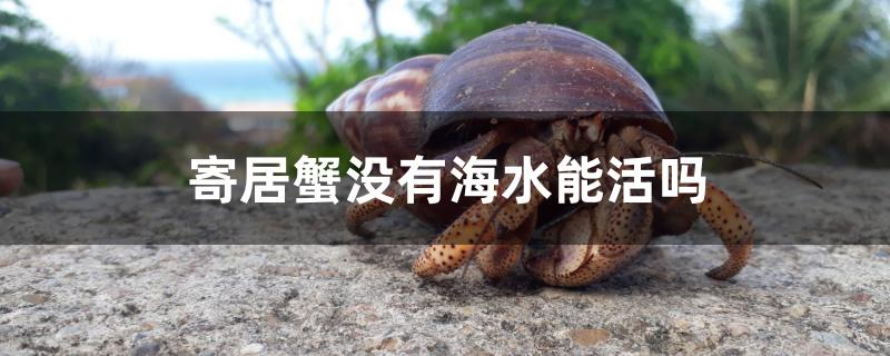 寄居蟹沒有海水能活嗎 定時器/自控系統(tǒng)