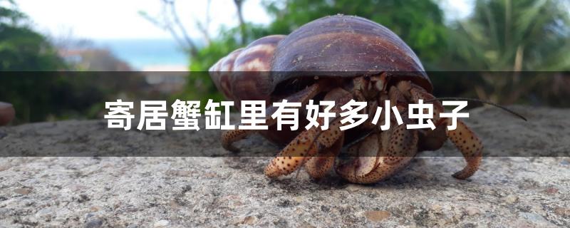 寄居蟹缸里有好多小虫子怎么办