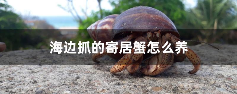 海边抓的寄居蟹怎么养 罗汉鱼