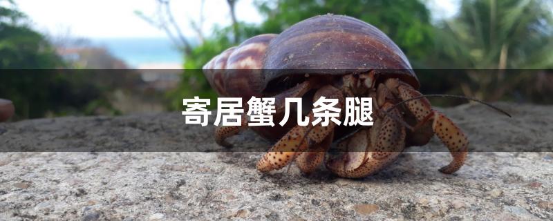 寄居蟹几条腿 黑水素