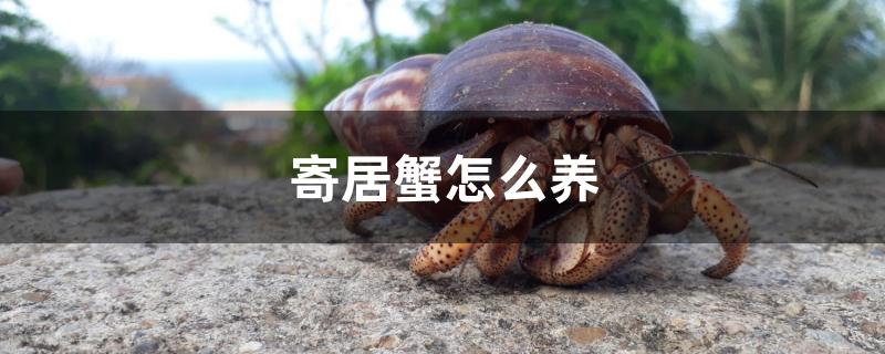 寄居蟹怎么养