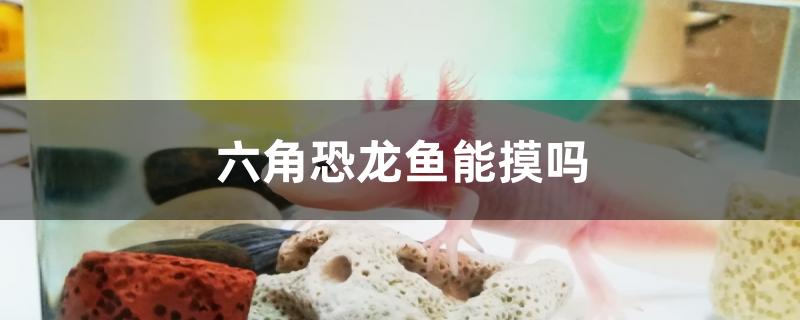 六角恐龍魚能摸嗎