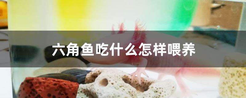 六角鱼吃什么 红白锦鲤鱼