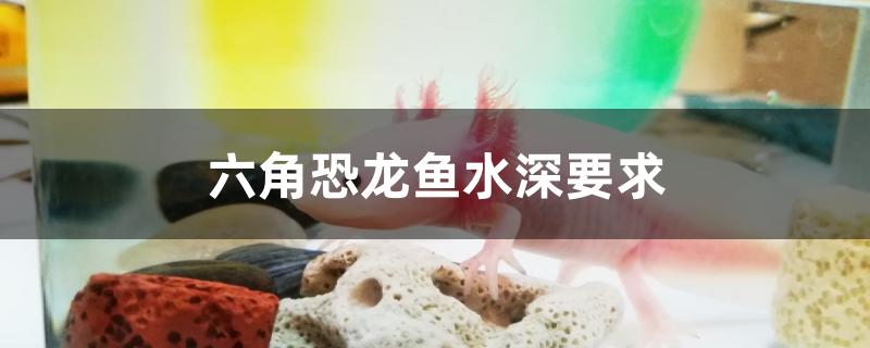 六角恐龙鱼水深要求是多少