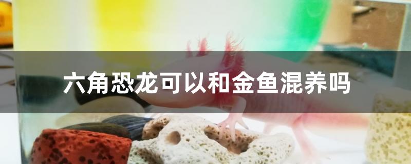 六角恐龙可以和金鱼混养吗