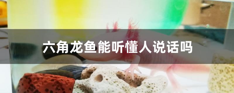 六角龙鱼能听懂人说话吗 苏虎