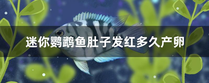 迷你鸚鵡魚肚子發(fā)紅多久產(chǎn)卵 魚缸定做