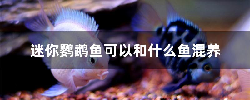 迷你鹦鹉鱼可以和什么鱼混养