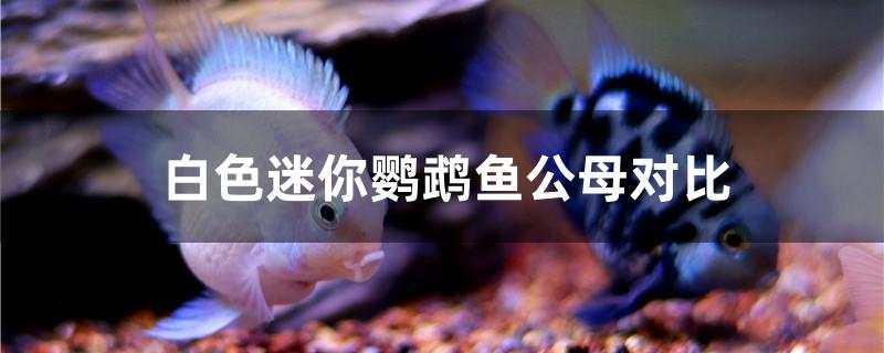 白色迷你鹦鹉鱼公母对比