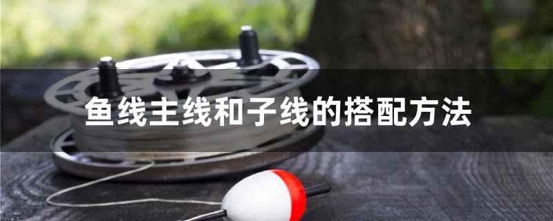 鱼线主线和子线的搭配方法 红龙专用鱼粮饲料