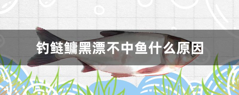 釣鰱鳙黑漂不中魚什么原因 黃金夢幻雷龍魚