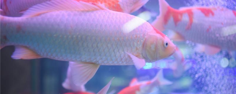 What is the most suitable water temperature for koi fish, and what fish can be raised without heating