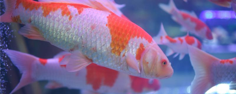 How big is the koi fish and how to raise it