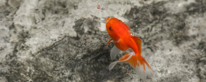 What kind of fish is koi without beard, and how to raise grass goldfish