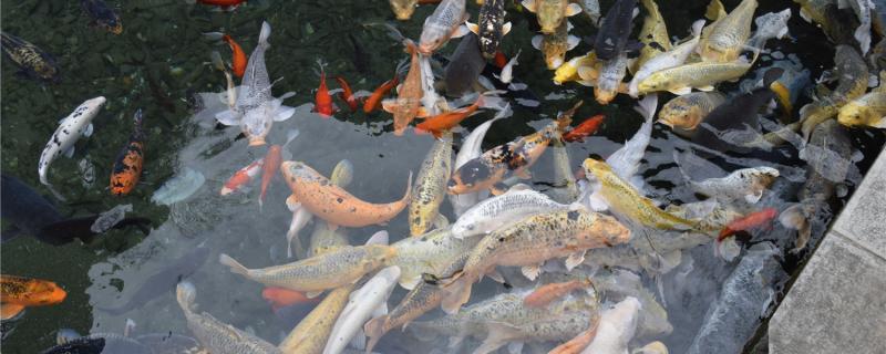 How to deal with the bad water quality of koi fish and why the water quality will deteriorate