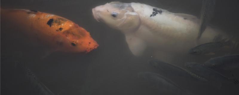 錦鯉は何月に餌をやらなくてもよいか、冬にどうやって飼うか