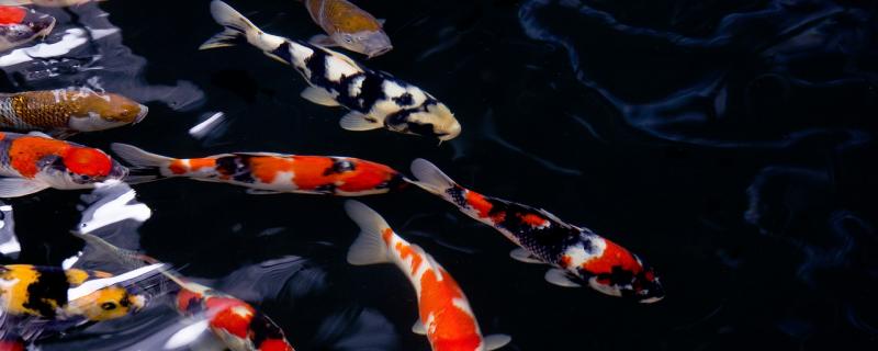 How many days will the newly bought koi begin to feed, and what food will it feed