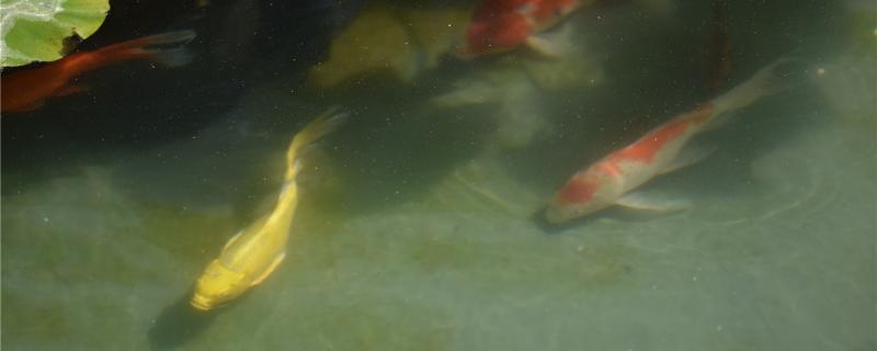 What is good for the bottom of koi fish pond, and what is the use of bottom sand