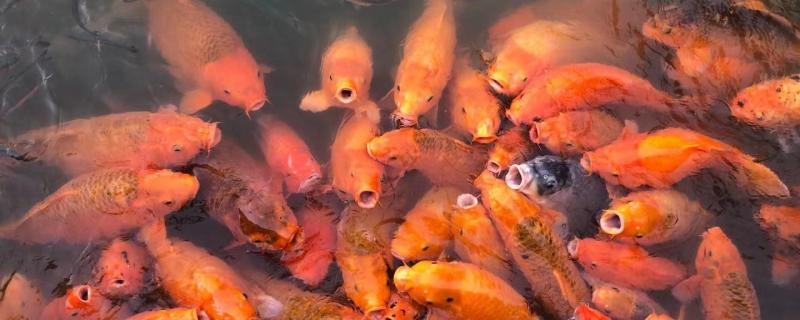 Do brocade carp need to be heated? Which fish don't need to be heated