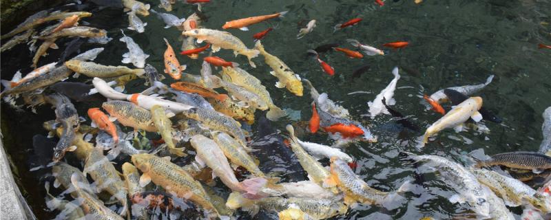 锦鲤能饿死吗怎么给锦鲤喂食