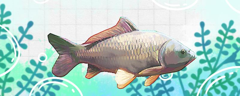 How to raise carp is not easy to die, and how to feed it properly