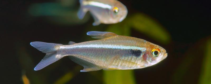 30角かめで何匹のランプ科の魚を飼えるのか、飼育に気をつけることは何か
