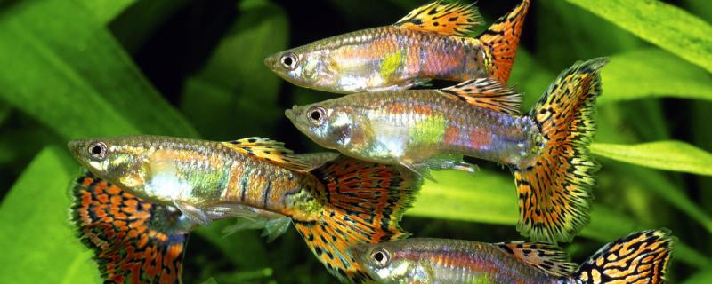 How long is guppy pregnant isolated and how to reproduce
