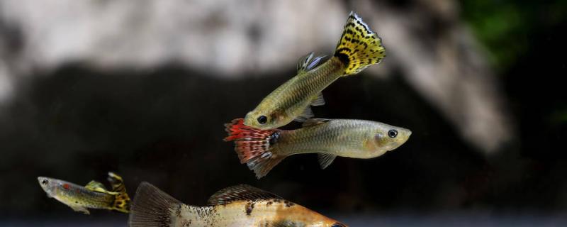 What is the matter with the guppy pulling white poop and how to solve it