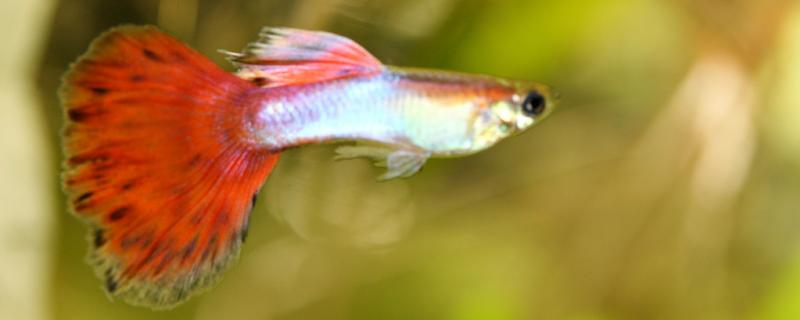 Guppy fish has been pulling black excrement is to give birth, what signs before production