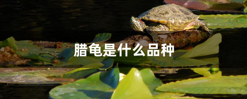 腊龟是什么品种