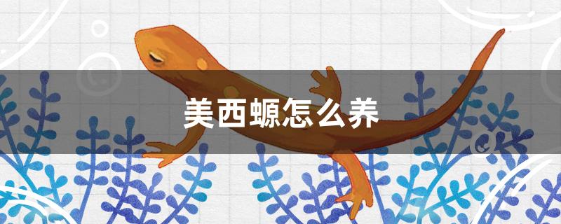 美西螈怎么养 水族用品