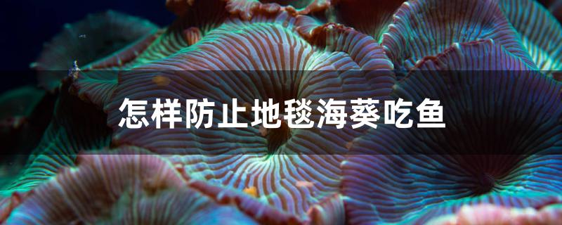 怎样防止地毯海葵吃鱼