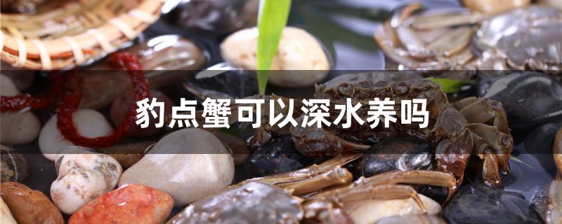 豹点蟹可以深水养吗
