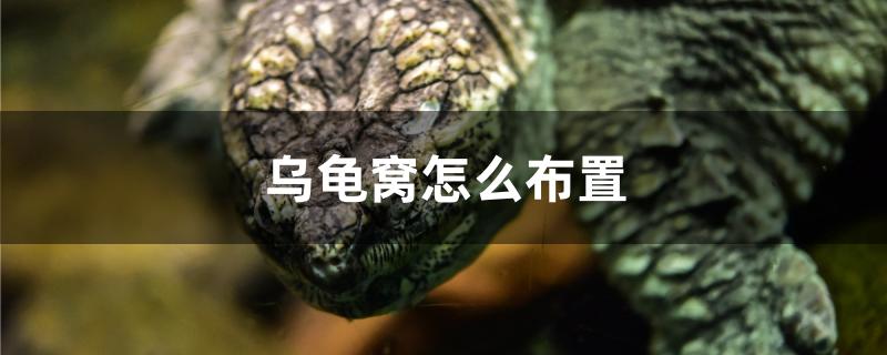 乌龟窝怎么布置