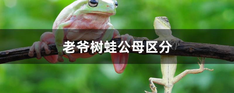 老爷树蛙公母区分