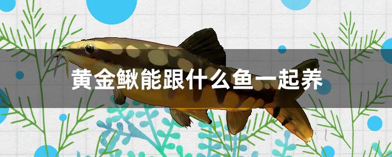 黄金鳅能跟什么鱼一起养