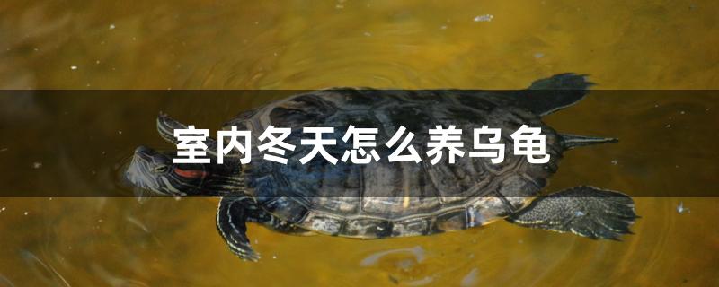 室內冬天怎么養(yǎng)烏龜 南美異形觀賞魚