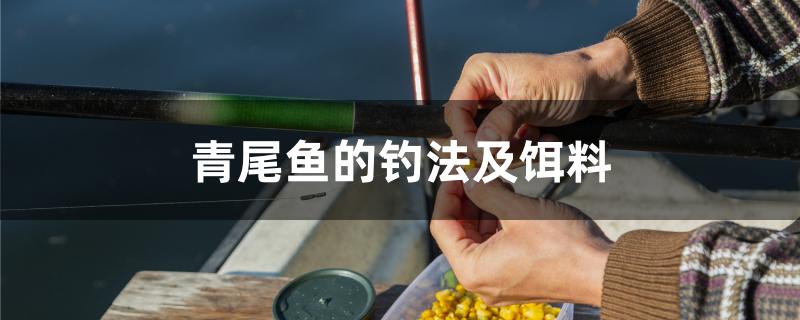 青尾鱼的钓法及饵料 祥龙龙鱼鱼粮